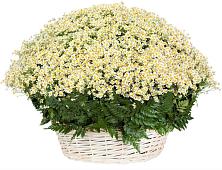 Цветочная композиция из Ромашки в корзине #REPLACE_PRED# Ульяновке